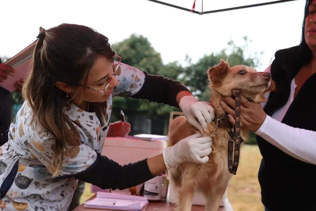 El operativo sanitario del Centro de Veterinaria y Zoonosis llega al barrio Ziegler - Imagen 1